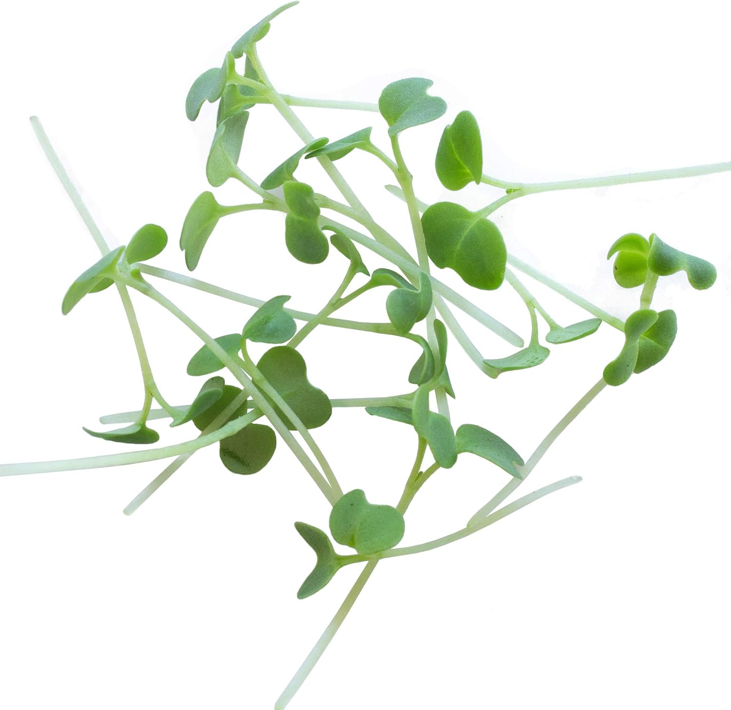 Green Mustard Microgreens Seeds - 25 Lb Bulk ~4.8M Seeds - Grow Non-GMO Micro Mustard Herb Greens - Premium Seed - High Germination Rate