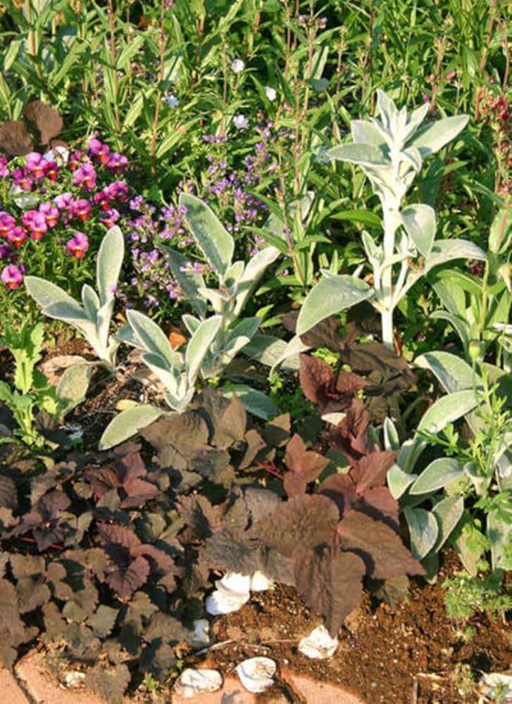 紫ミツバ クロミツバ 銅葉 5株 紫ミツバ クロミツバ 銅葉 5株 ムラサキミツバ(紫みつば)｜園芸日記byひな