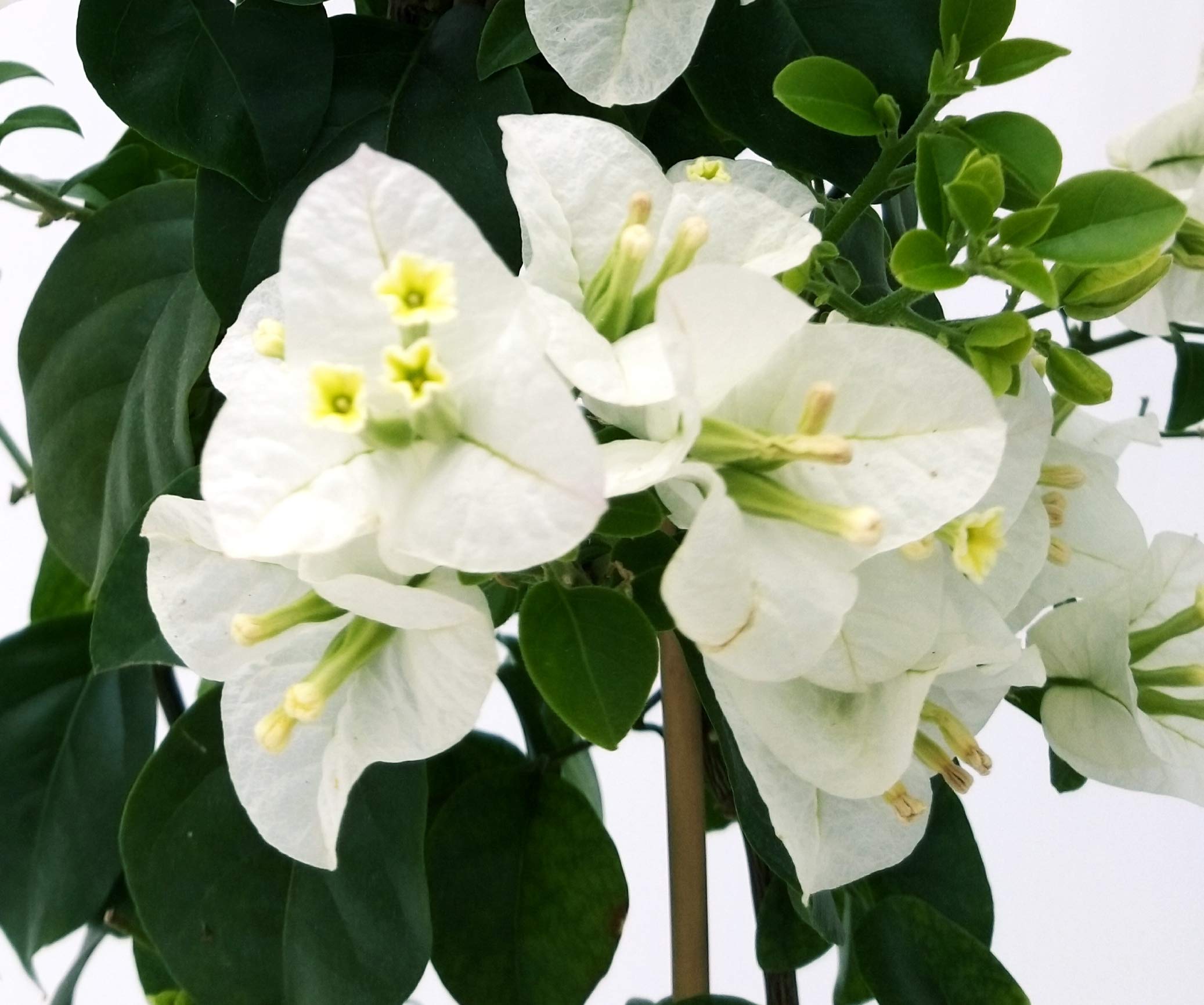 POWERS TO FLOWERS - BOUGANVILLE BIANCA, ALTEZZA 70 CM, BUGANVILLEA, pianta vera
