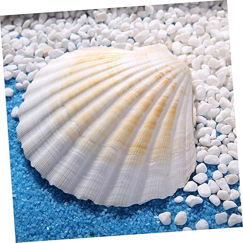 Miniatura 3 de NOLITOY 8 Pcs Beach Shells for Crafts Ornament Crafts Mariposas Decorativas para Pared Cowrie Shells Charm Fish Tank Photo Props White Decor Abalone