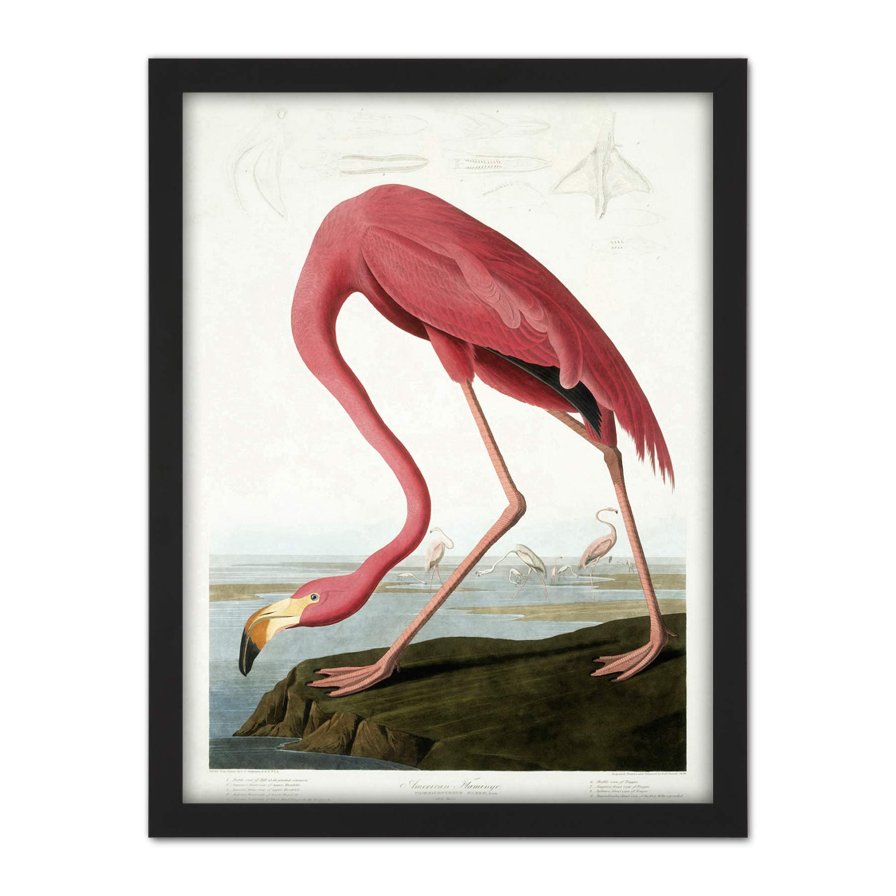 Wee Blue Coo Audubon American Flamingo Artwork Framed Wall Art Print 18X24 Inch
