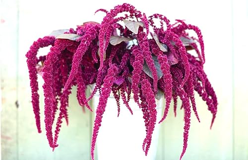 Miniatura 2 de Semillas únicas de cola de zorra, amaranto, amaranto caudatus, 400 semillas sin OMG para plantar plantas de jardín inusuales, ideales para colgar