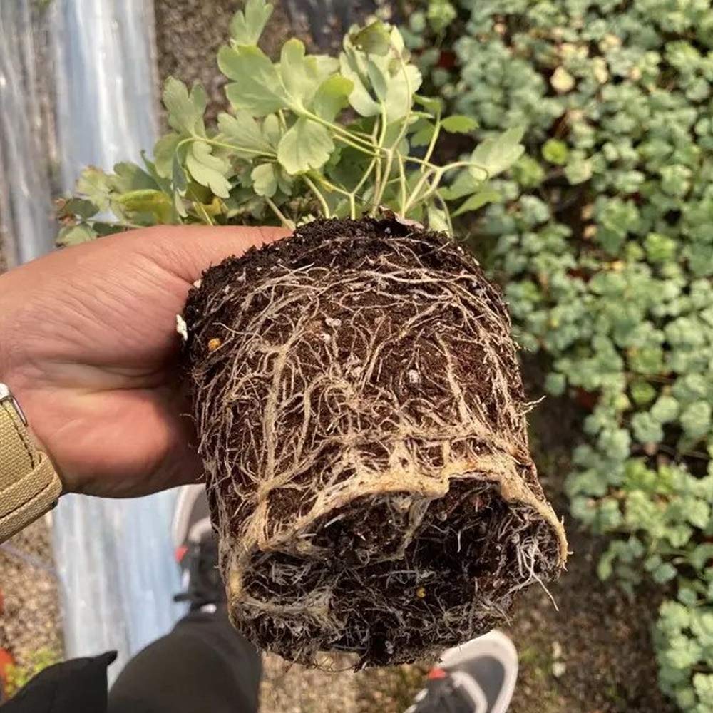 Set De 20 Semilleros Biodegradables De Turba – Varios Tamaños, Ideales Para Germinar Flores Y Verduras, Aptos Para Interior