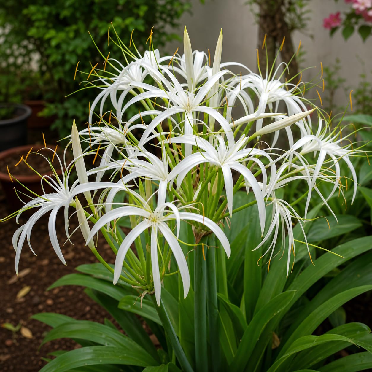 Plants Bulbs For Outdoor Gardening (Spider Lily - White)-image-36