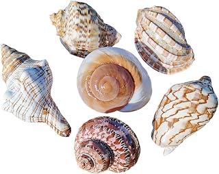 COYOUCO Natural Hermit Crab Shells, Hermit Crab Supplies, Hermit Crab Shells Big Medium Small 0.5-5 Cm Various Openning Size Pearl Seashell for DÃ©cor,D