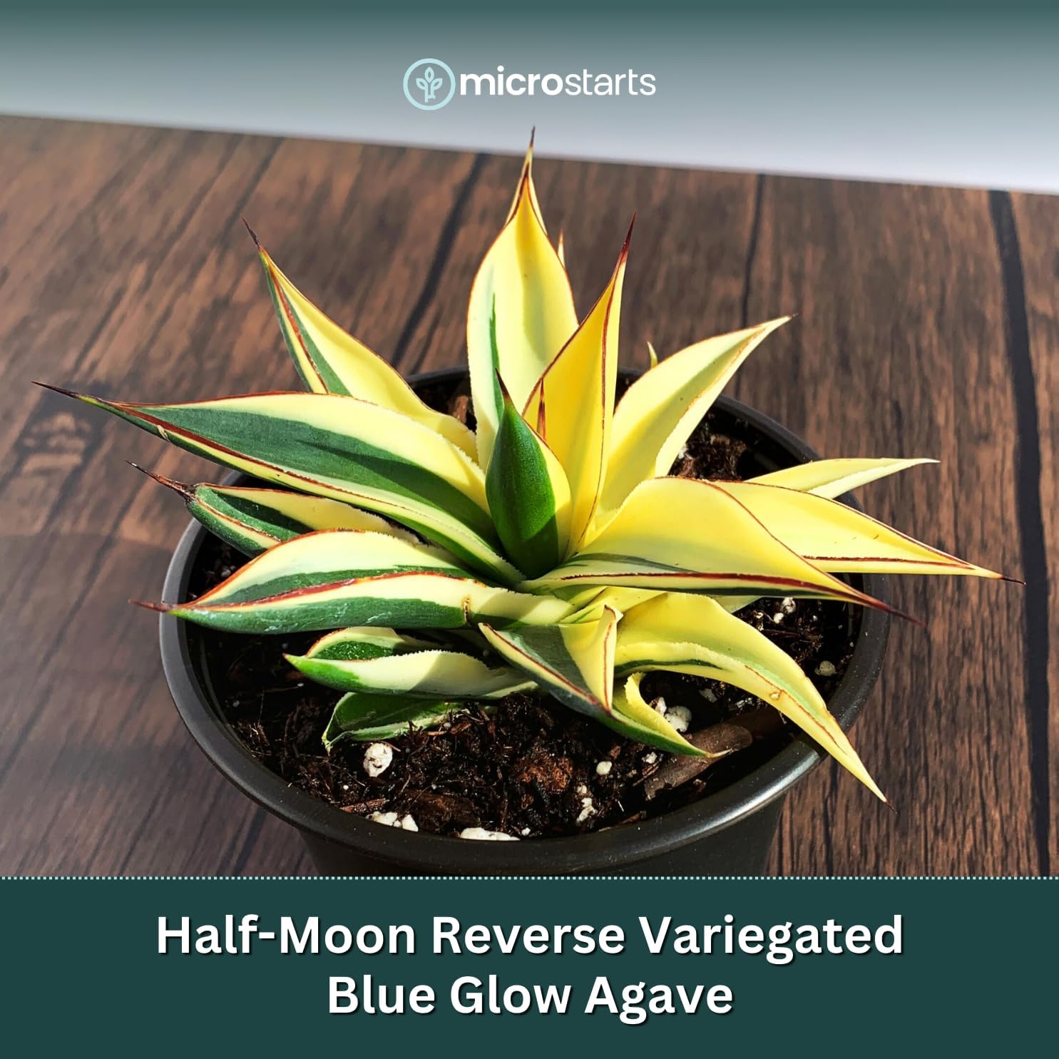 Half-Moon Reverse Variegated Agave - 1 Plant - Drought-Tolerant Succulent