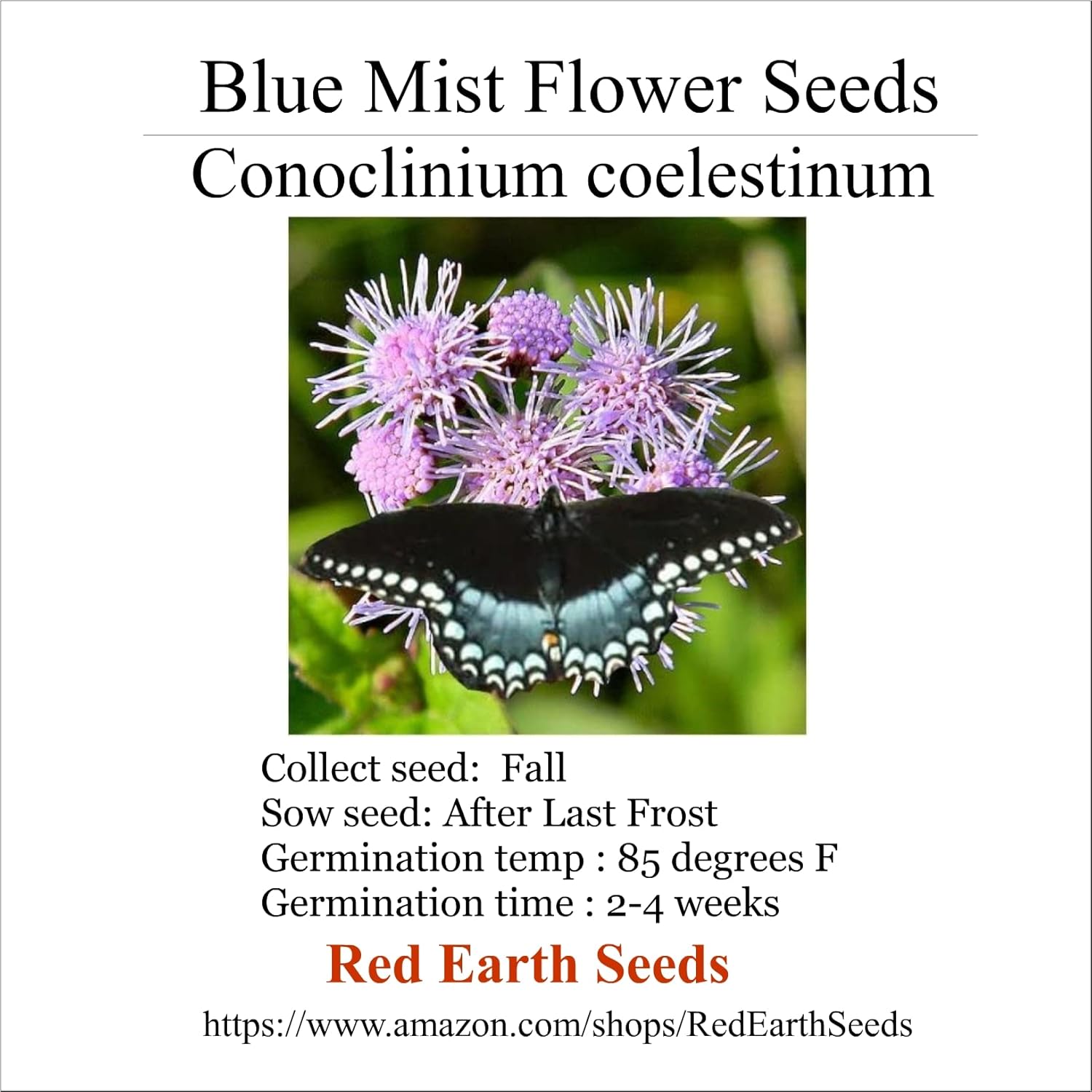 Blue Mist Flower - Conoclinium coelestinum - 20 Seed Heads