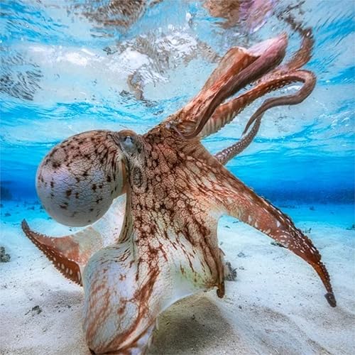 Miniatura 1 de FANGKISSU Marine Life - Pintura de diamante 5D por número, pulpo, calamar, banco, fotografía subacuática, patrón de arte de taladro completo, arte
