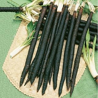 SeedsUA: Seeds Black Root Salsify Scorzonera Medicinal Plant Non GMO Heiroom Vegetable for Planting