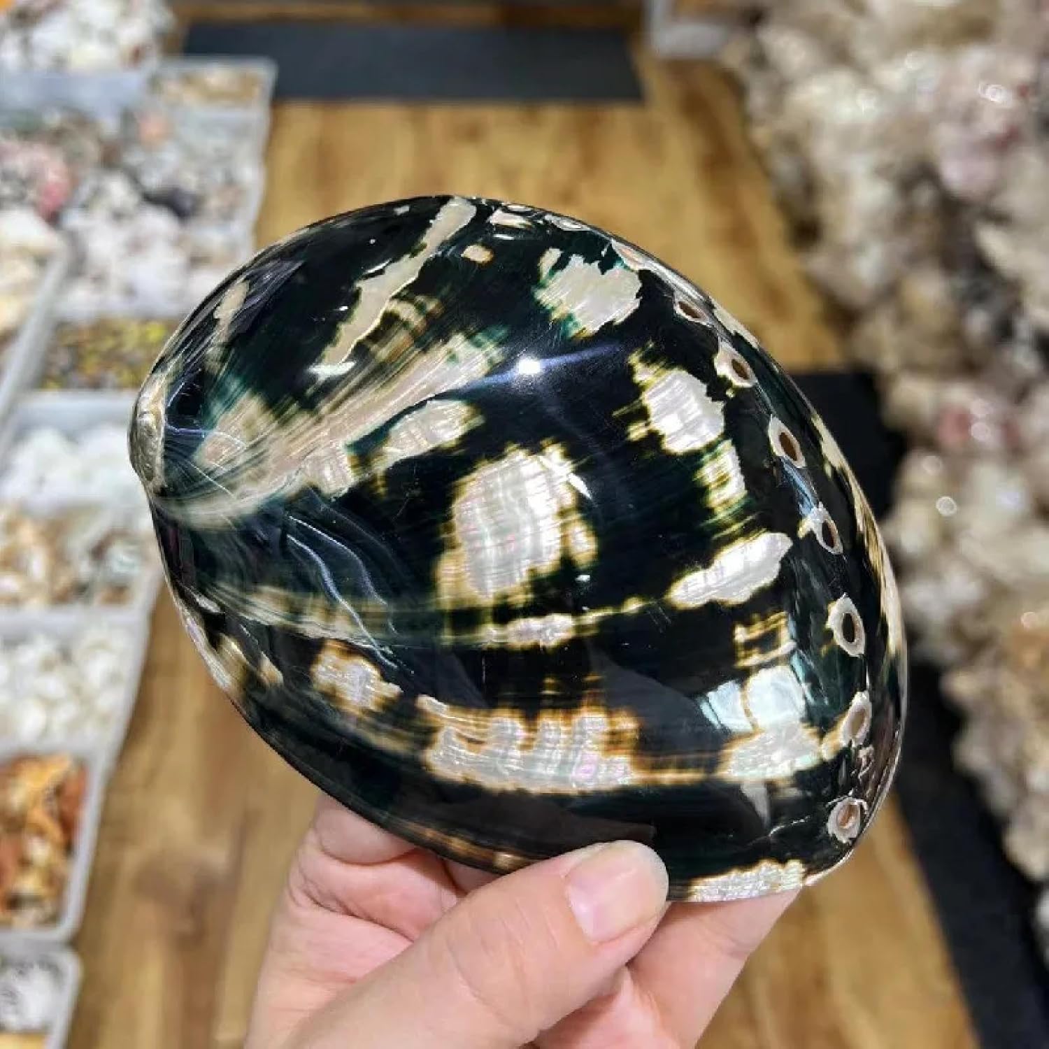 Conch Shells for Decoration,1Pcs Red Pattern Abalone Seashells Home Accessories Fish Tank Aquarium Decoration Lucky Conch Specimen 12-15cm