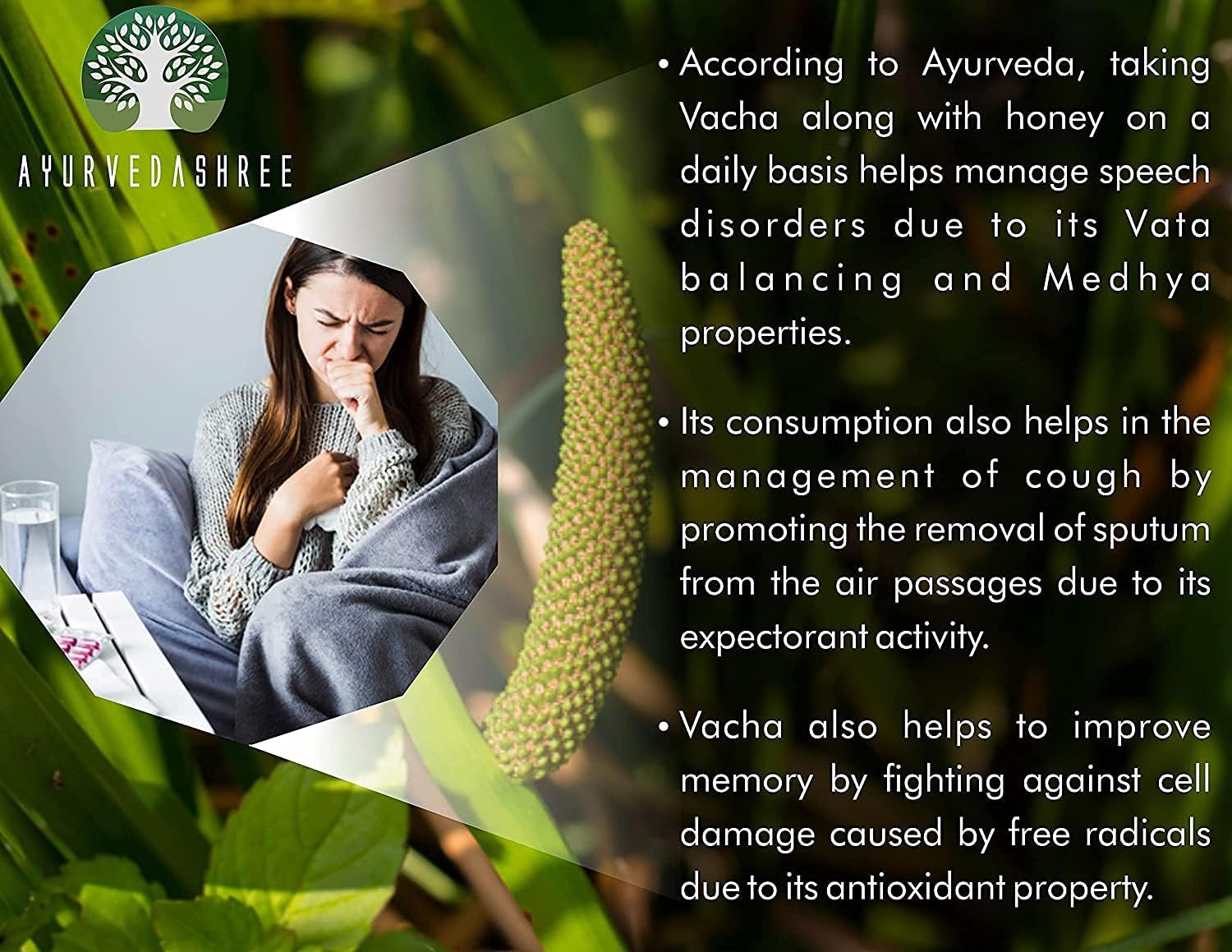 Calamus Powder 200 Gm | Vacha Powder | Acorus Calamus | Highly Aromatic herb | Acorus Calamus Root Powder | Vasambu | - Image 6