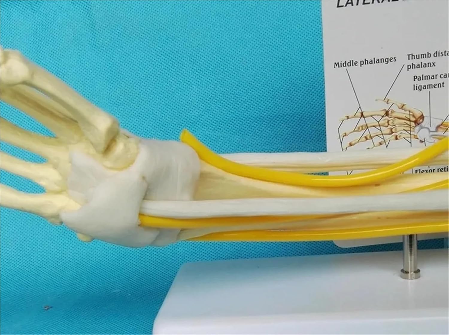 Anatomy 1:1 Human Right Elbow Adult Arm Upper Limb Muscle Hand Bone Medical Science School Teaching Supplies Skeleton