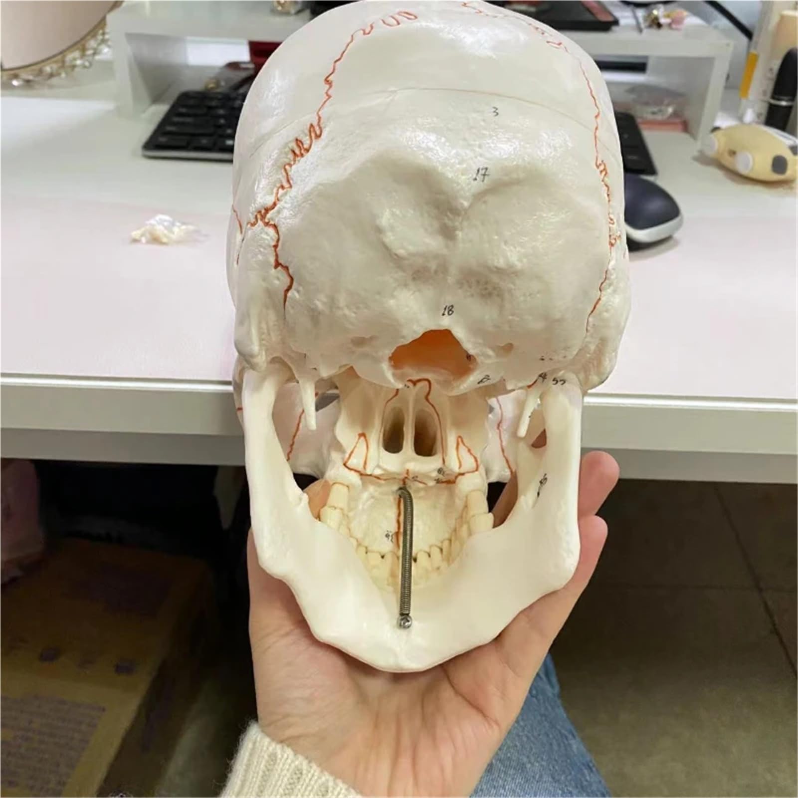 Cabeza de esqueleto anatómico de calavera humana de tamaño real con herramienta de estudio de división de 3 partes