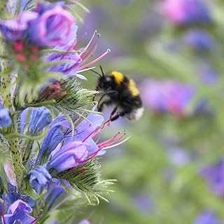 Suttons Honeybee Mix Seeds, Flower Seed, Approx. 1,000 Seeds per Pack, Grow Your own bee-Friendly Flowers, Ideal for Containers, Large Pots, Raised Beds, Beds and Borders