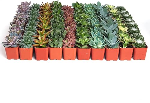 Suculentas Shop Succulents, colección variada