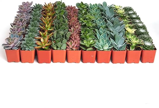 Shop Succulents Assorted Succulent Plant Pack Collection