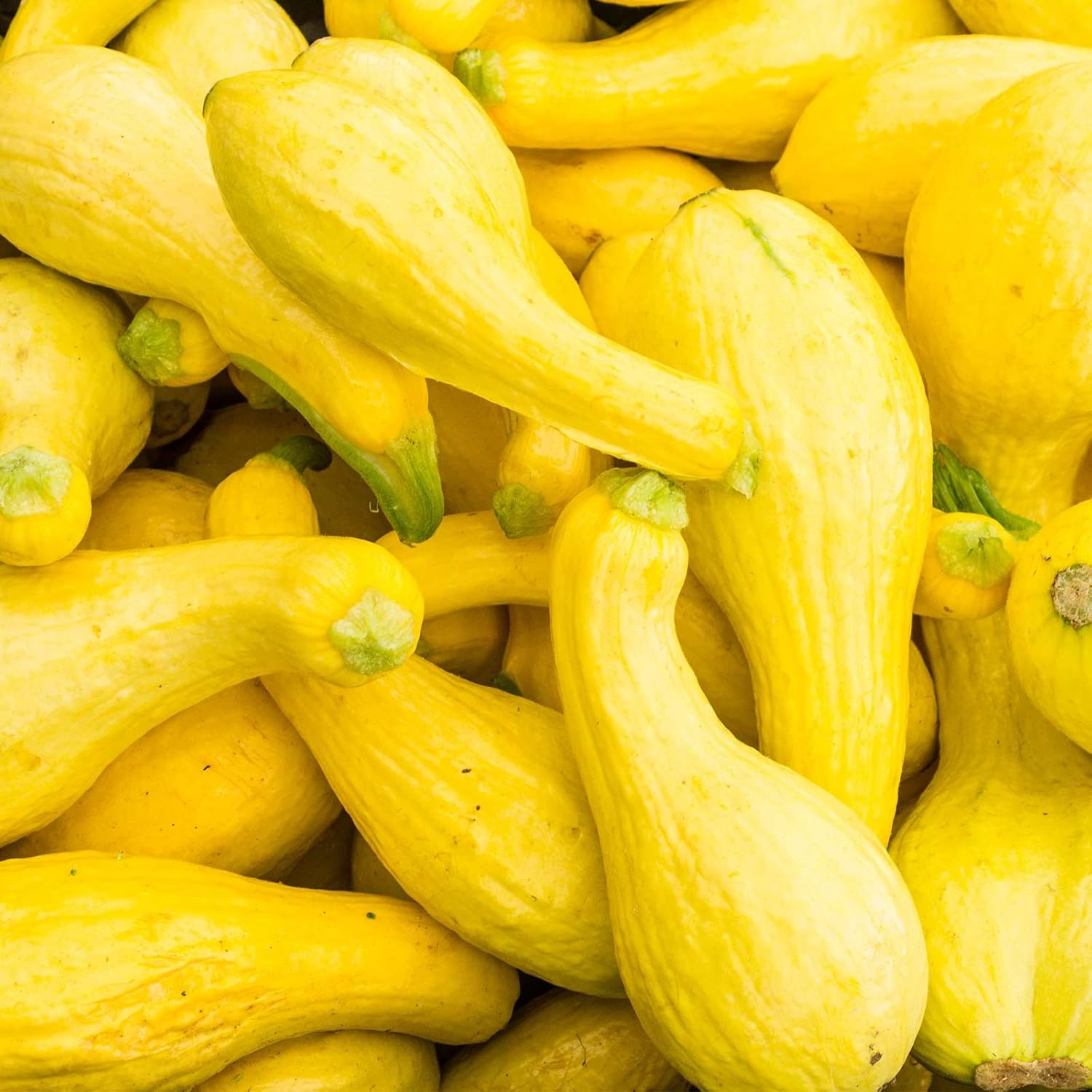 Crookneck Summer Squash Garden Seeds - 1 Lbs - Heirloom, Non-GMO - Vegetable Gardening Seed