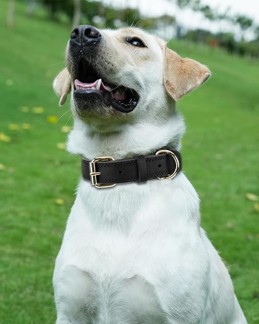 Foto 2 de 6 de Joytale Collar Perro Cuero, Collar de Cuero para Perros Grandes