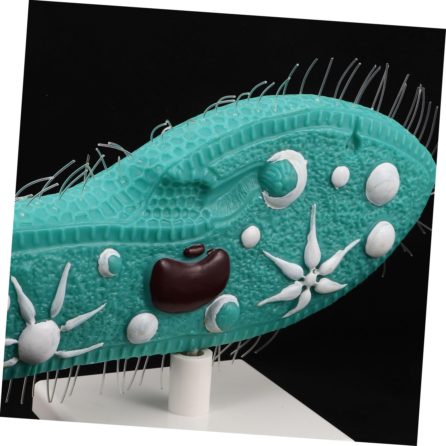 Yardwe Riproduzione di Paramecio per Biologia Strumento Didattico di Campione Biologico per Laboratorio Attrezzatura di Studio di Biologia Microscopica