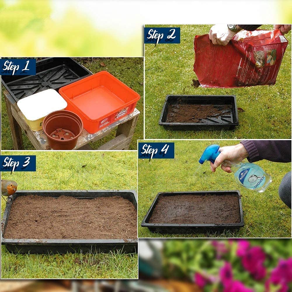 FLARE SEEDS Combo Of 25 Varieties of Flower Seeds For Your Garden Beautiful Bloom Germination Seeds 4