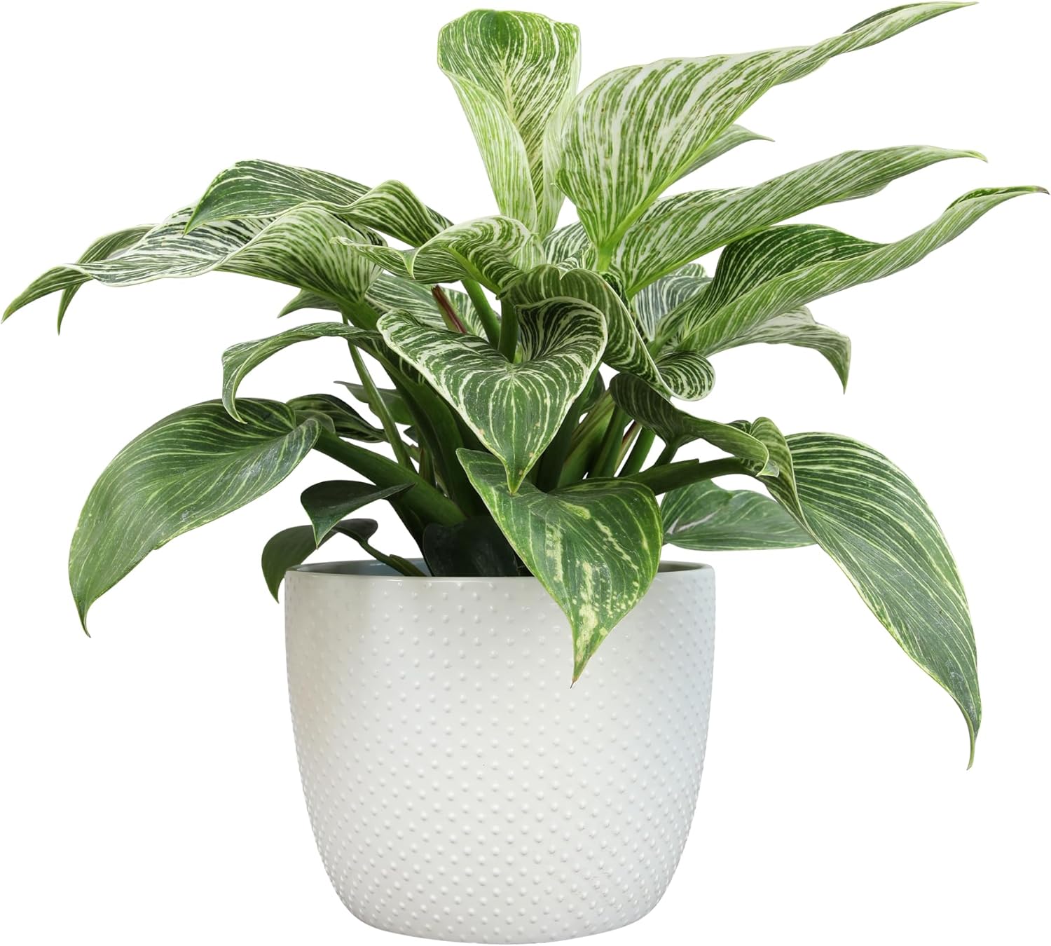 Live Philodendron Plant 'Birkin' in White 6 Inch Pot for Plants, Live Plant Decor, Easy Plant Gift, Desk Plant, Indoor Plants Live Houseplants & Office Plants, Live House Plants by Plants for Pets