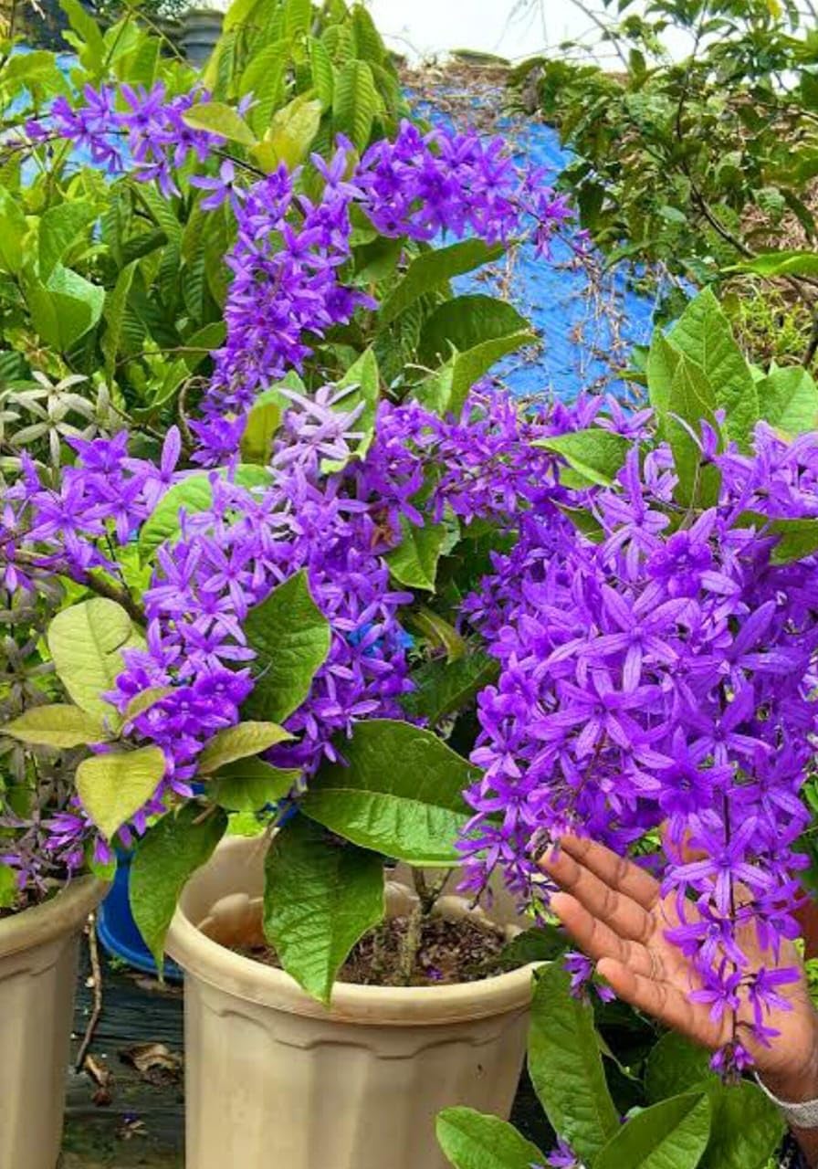 Sandpaper Vine. Add Elegance to Your Garden with Purple Wreath Vine (Petrea volubilis) - Stunning Climber, Low Maintenance, Beautiful Purple Flowers - Stunning Lilac Flowers (Pack of 1 live plant)