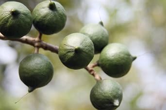 Premium Jumbo Macadamia Nuts - In shell (whole)