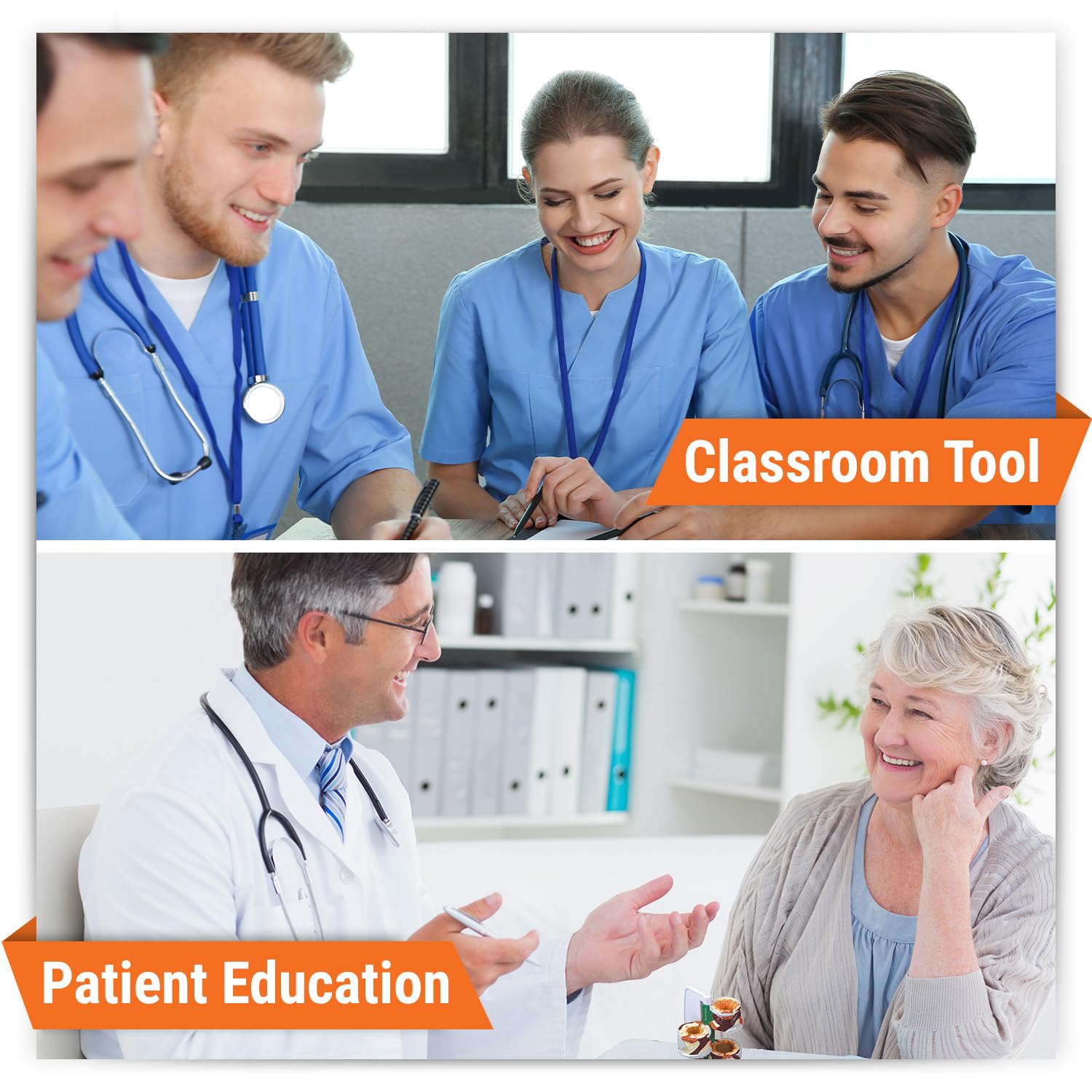 GPI Anatomicals - 4-Piece Bronchus Model, Replica of a Bronchus with Pathologies for Human Anatomy, Physiology Education, Anatomy Model for Doctor's Offices and Classrooms, Medical Learning Resources