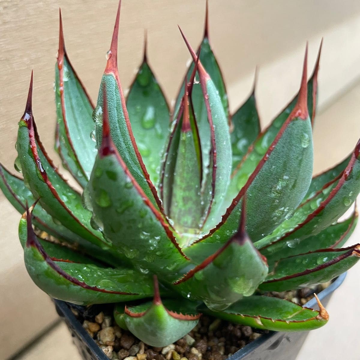 アガベ レア マンガベ プレイングハンズ