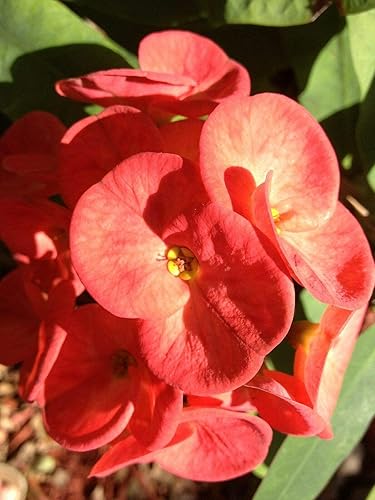 Miniatura 2 de Euphorbia milii - Corte de un tallo - Corona roja de espinas - Planta suculenta viva (4-6 pulgadas)