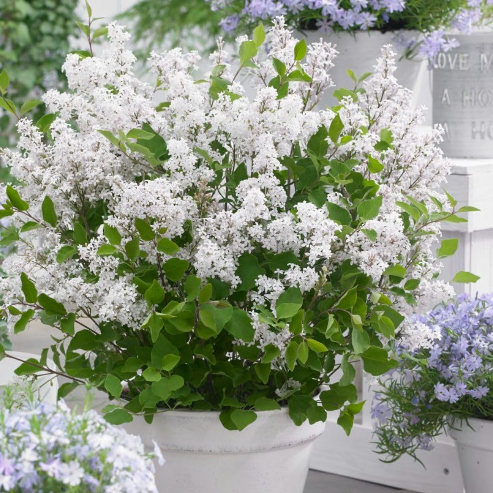 Lilac Dwarf 'Flowerfesta® White' - Prolonged Blooming Hardy Shrub - Fragrant Flowers Loved by Butterflies - Compact and Easy-Care – 2X 3 Litre Potted Plant by Thompson & Morgan