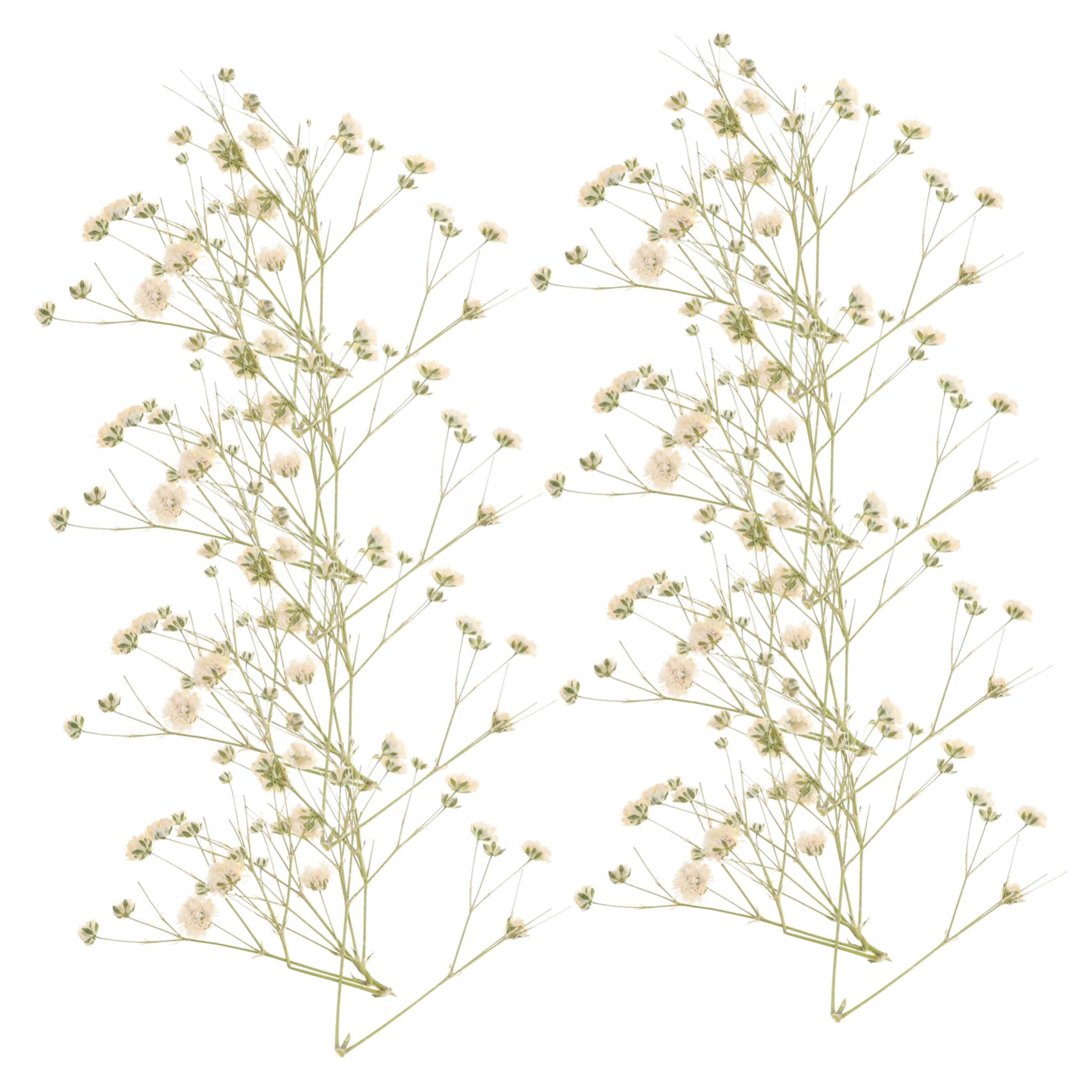 Cabilock 3 Pièces 1 Souffle en Banquet Séché Fleurs Naturelles Fleurs Séchées Éternelles Vases De Mariage Décor Fleurs Séchées Pressées Arrangement Floral Bricolage Matériel Ciel