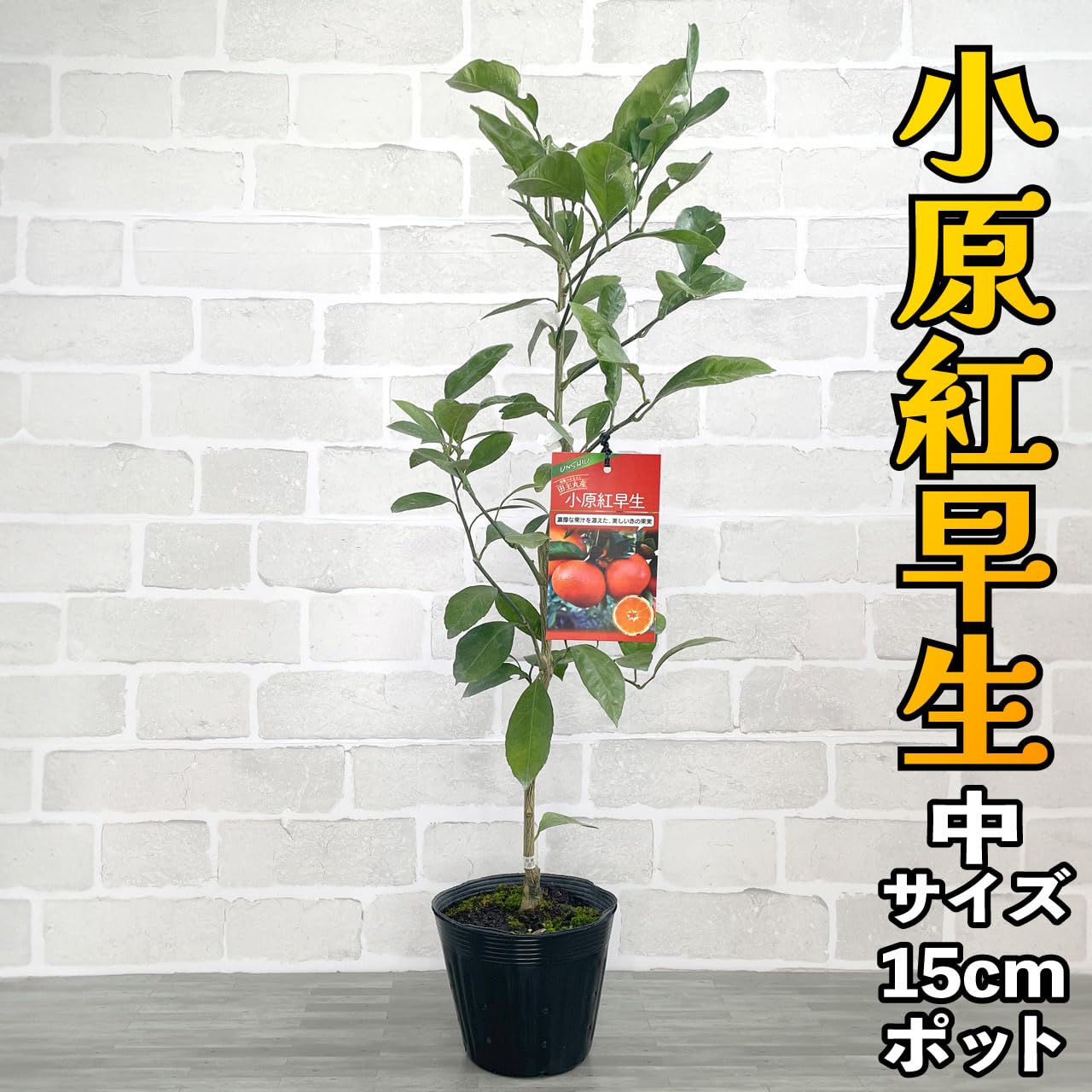 Amazon.co.jp: 温州みかん 苗木 小原紅早生 接木 [中] 15cmポット 5号