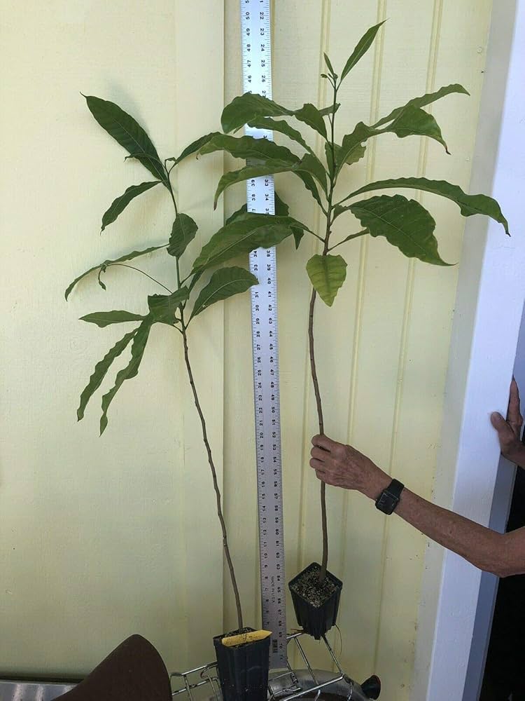 Amazon.com : 1 Abiu Pouteria Caimito The Emperor's Golden