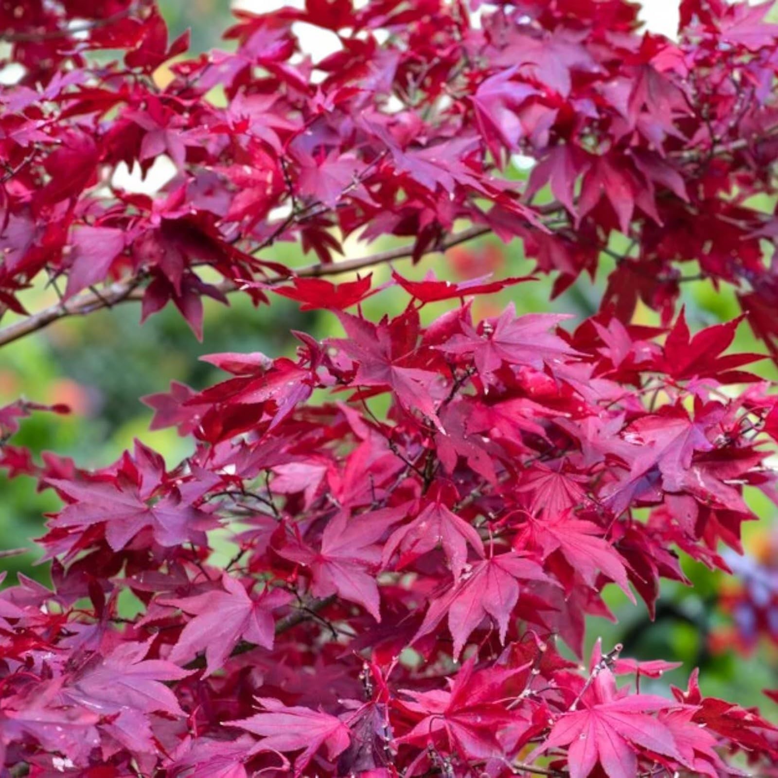 Carbeth Plants Red Acer Tree Atropurpureum in 11cm Pot - Japanese Maple | Vibrant Foliage, Ornamental, Deciduous, Low Maintenance