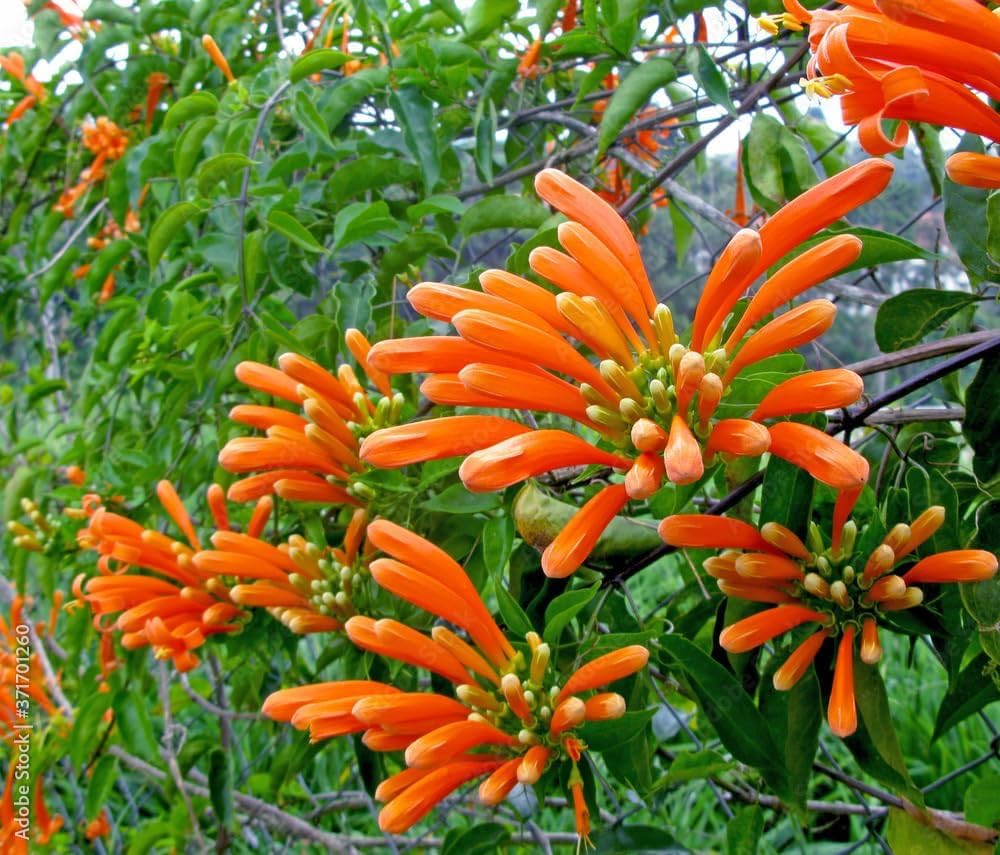 Pyrostegia venusta plant,Orange firecracker vine plant, venusta flame vine pack of 1