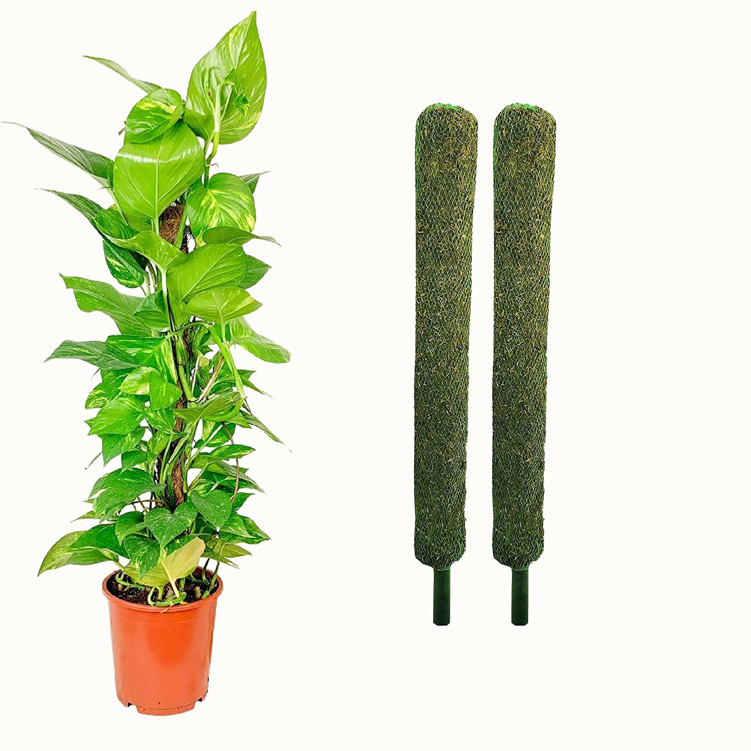 Moss Grass Stick for Climbing Money Plant | Indoor and Outdoor Plant Support (2 Feet) - Set of 2 (B0BP2CP8Z1) Amazon Price History, Amazon Price Tracker