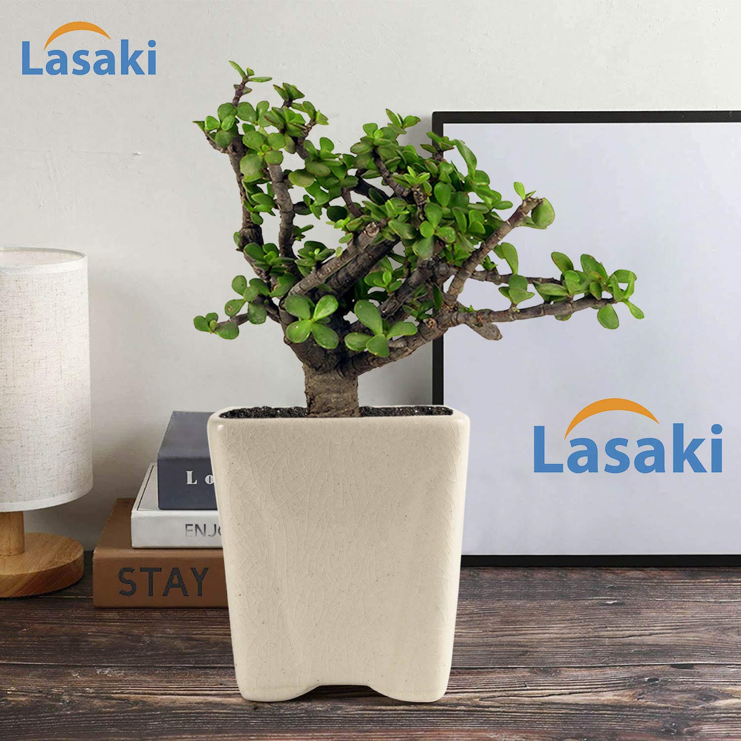Jade Plant with Ceramic Pot - Good Luck Charm -2
