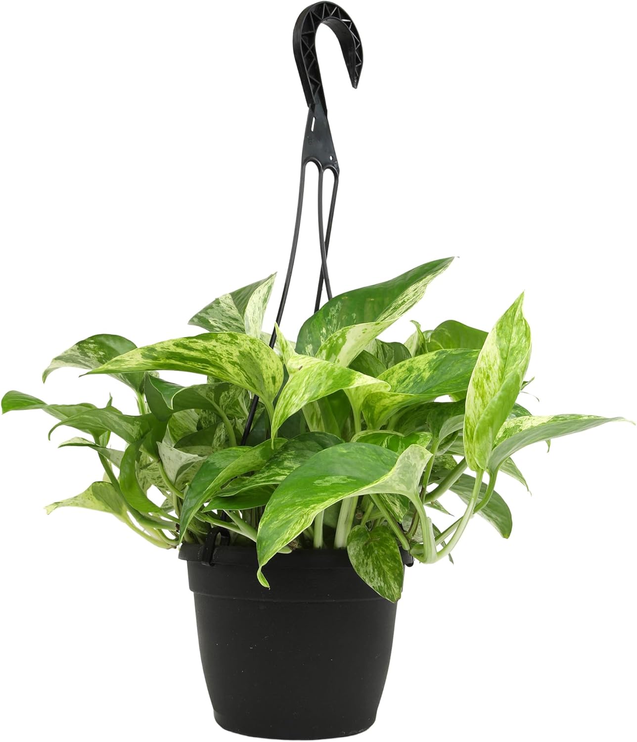 Variegated Marble Queen Pothos in 6" Hanging Basket with Detachable Hook, Live Plant Decor, Real Houseplant for Home or Office, Real Easy to Grow Houseplants by Plants for Pets