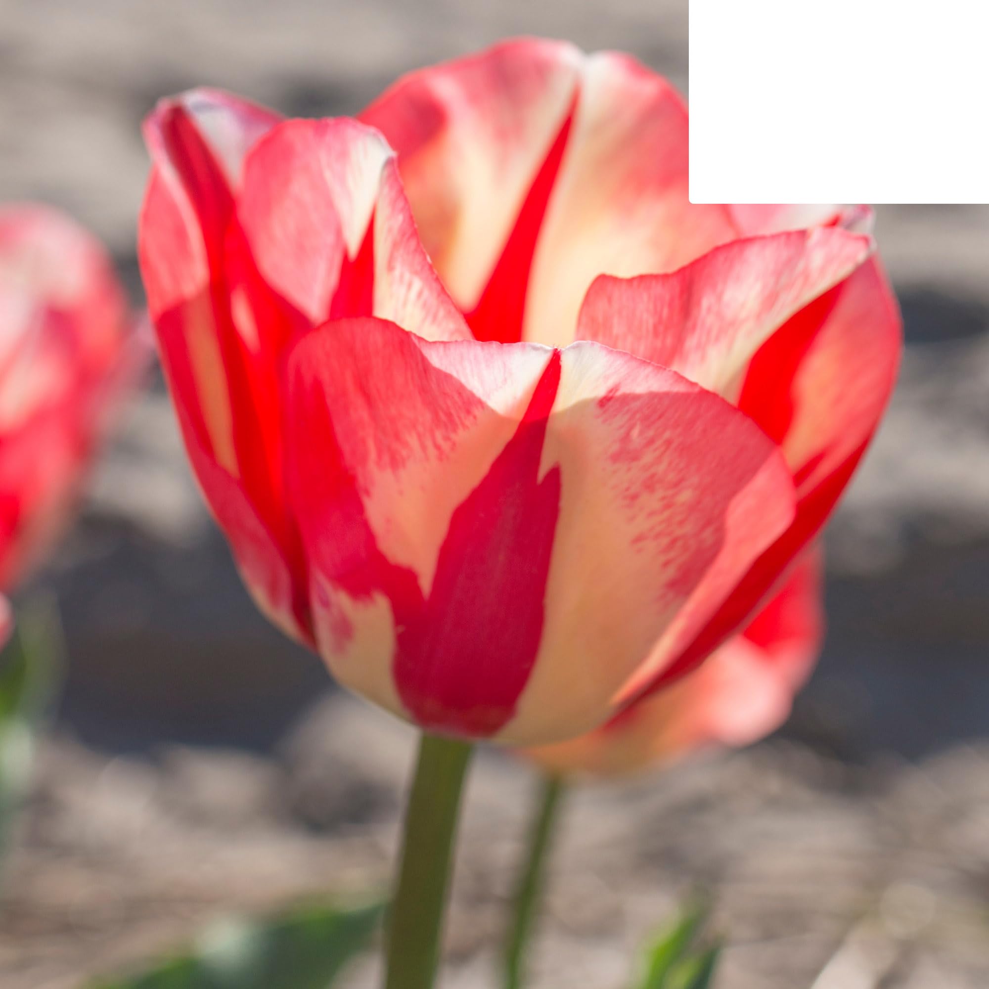 Bulbes de tulipe 'Spring Break' | 20 pièces | Tulipe rouge-orange - 30-50cm - Ø5cm - bulbe à fleurs - Plante de jardin