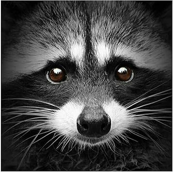 Amazon Co Jp 現代の黒と白のアライグマのキャンバスの絵画動物のポスタープリント壁アート写真家の装飾 50x50cm 19 7x19 7inch フレームレス ホーム キッチン