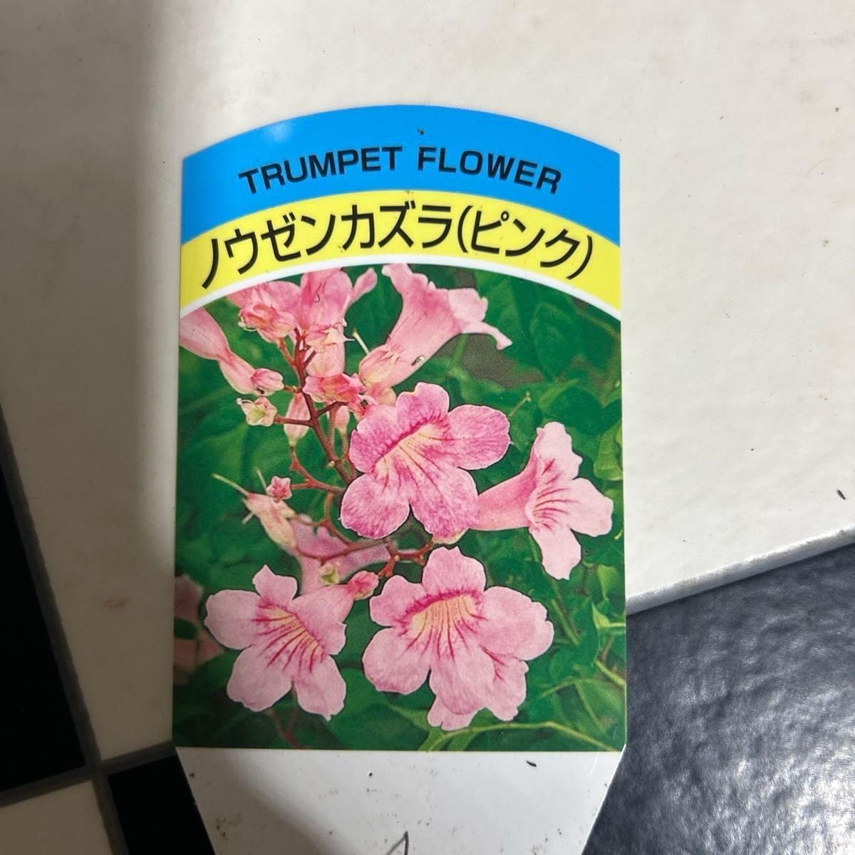 美健康株 1 モンステラ レガシー カット苗 しっかり発根 株 Monstera