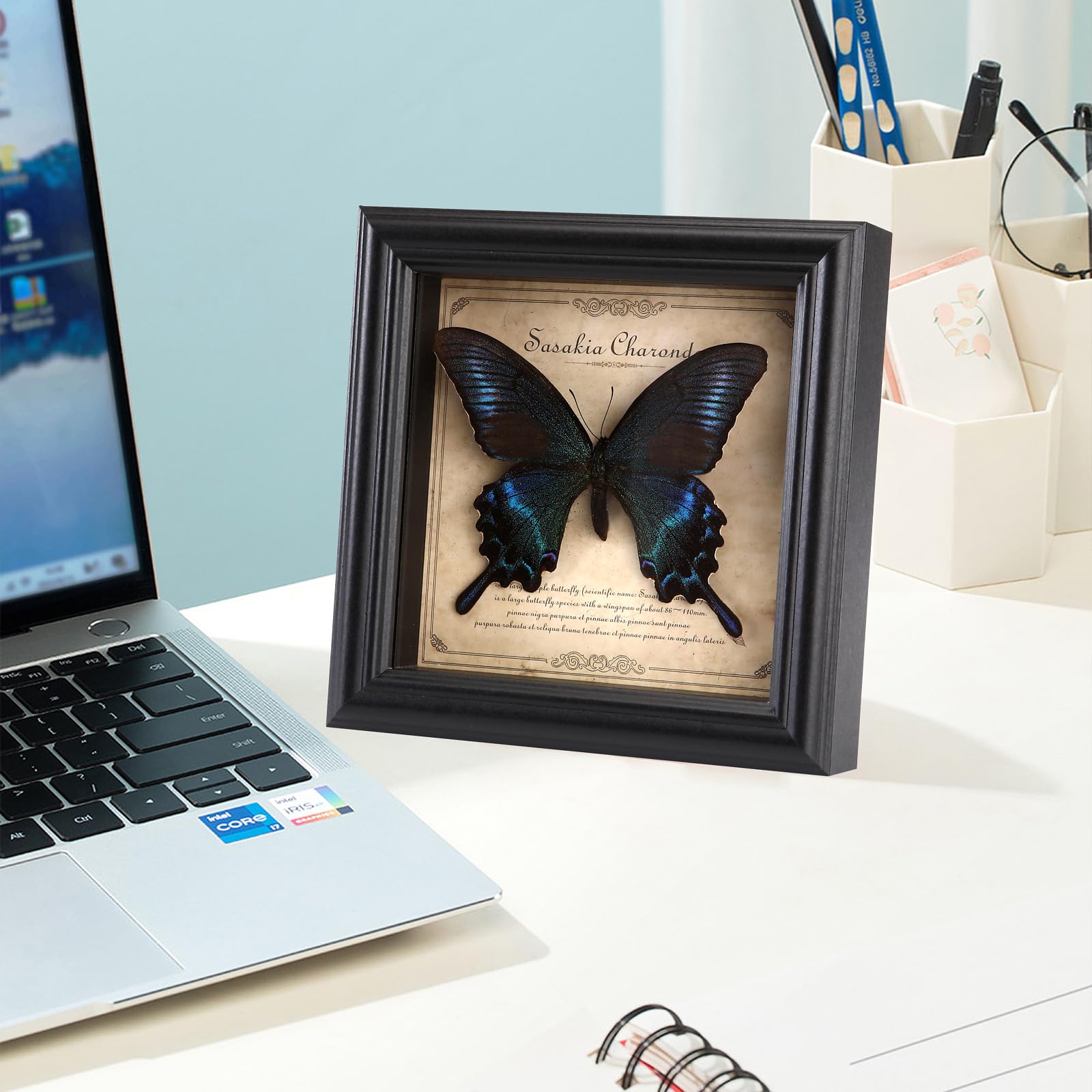 Papilio Maackii Ramka na zdjęcia Motyl