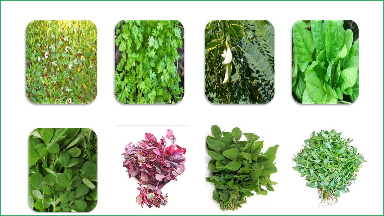 CooPany8 VARIETY COMBO LEAF VEGETABLE SEEDS/COMBO SPINACH SEEDS (6800+ SEEDS)