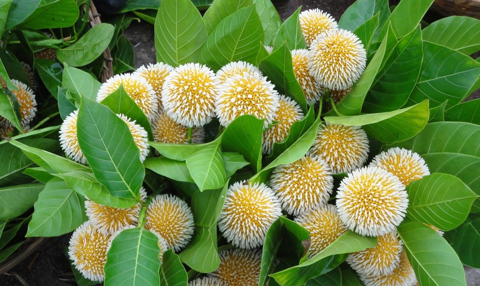 Golden Bloom Hybrid Kadam Flower burflower-tree, laran, Leichhardt pine, and called kadam locally Plant-image-32