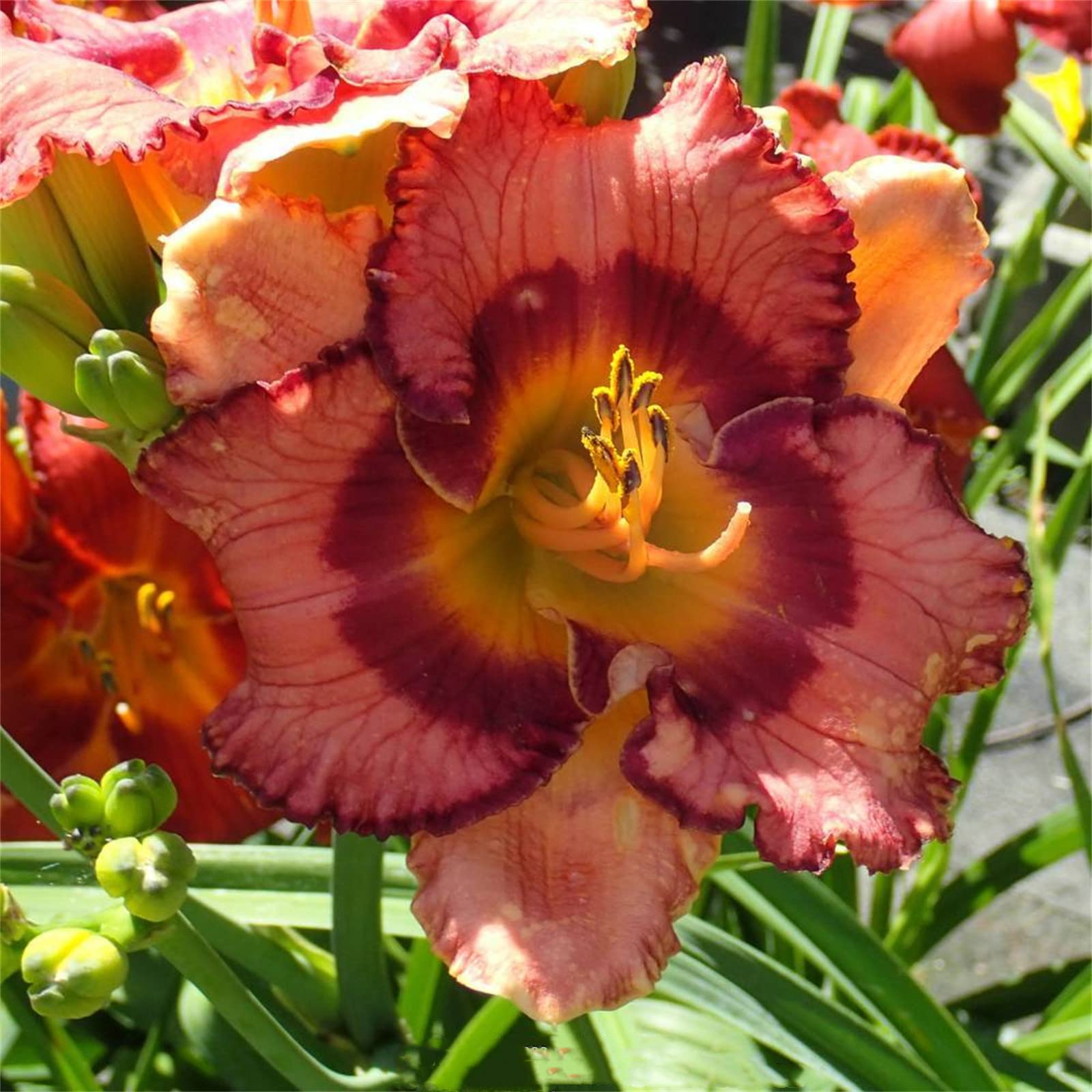 Golden Jade Carving, Daylily Rhizome. Perennial for Garden Planting/That Grow Fast, Daylily Bulbs Hemerocallis Bulbs for Planting Now UK, 5Bulbs-H