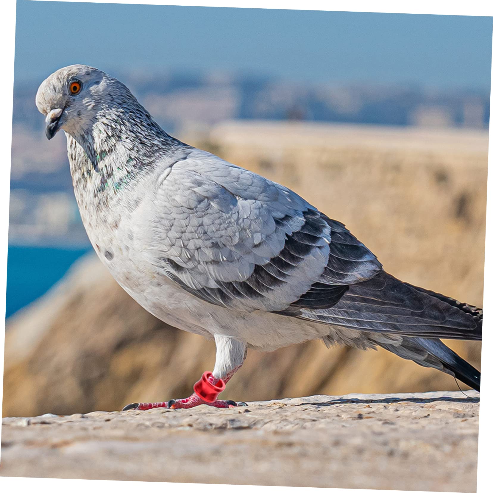 Angoily 100pièces Anneaux De Pied Colorés pour Pigeons Identification Facile des Oiseaux Accessoires pour Volaille Réutilisables Et Pratiques