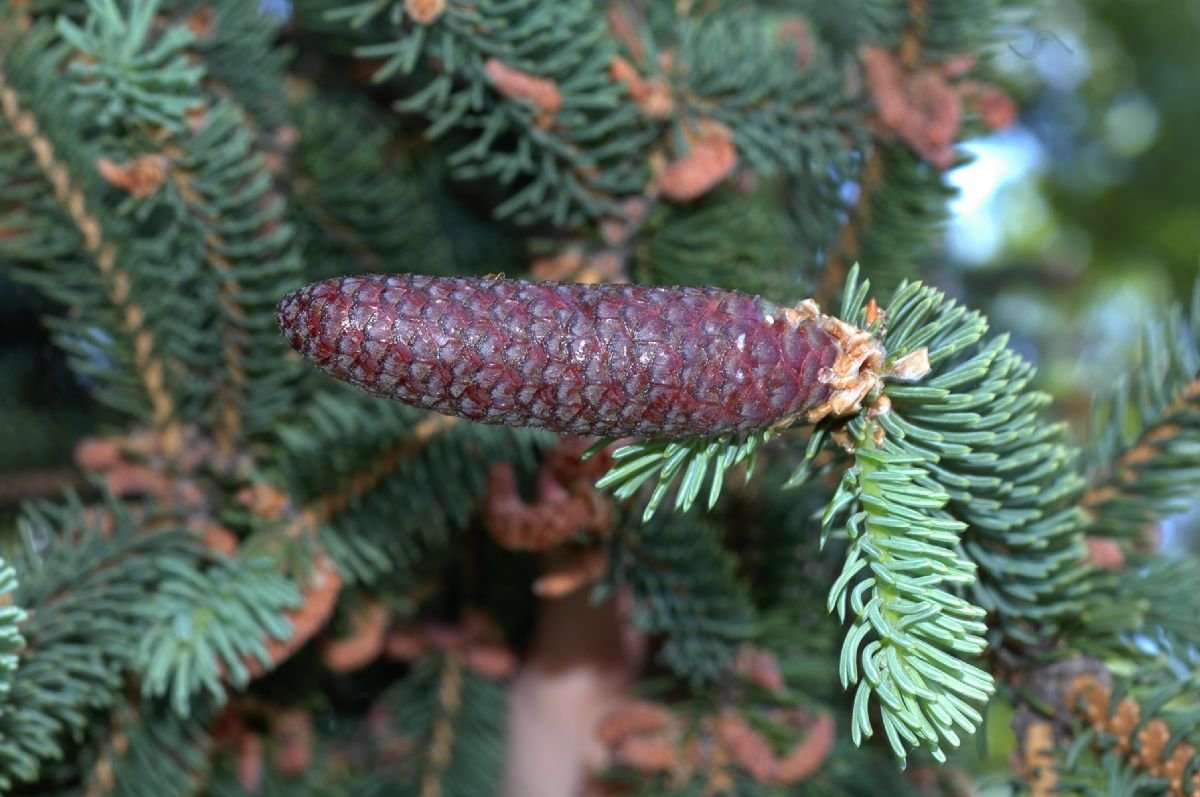 picea　retroflexa　中国　トウヒ　針葉樹 picea retroflexa 中国 トウヒ 針葉樹