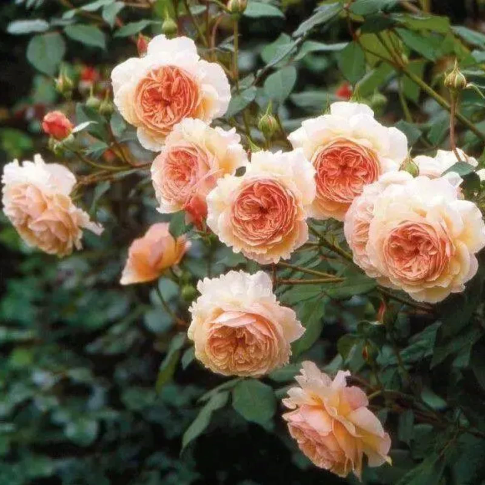 Gorgeous Rose Bulbs Mix UK,Flowering Rhizome,Iridescent,Excellent Display,Perennial,Hardy,Good for Containers,Balcony Garden Bulbs.-1bulb- Orange