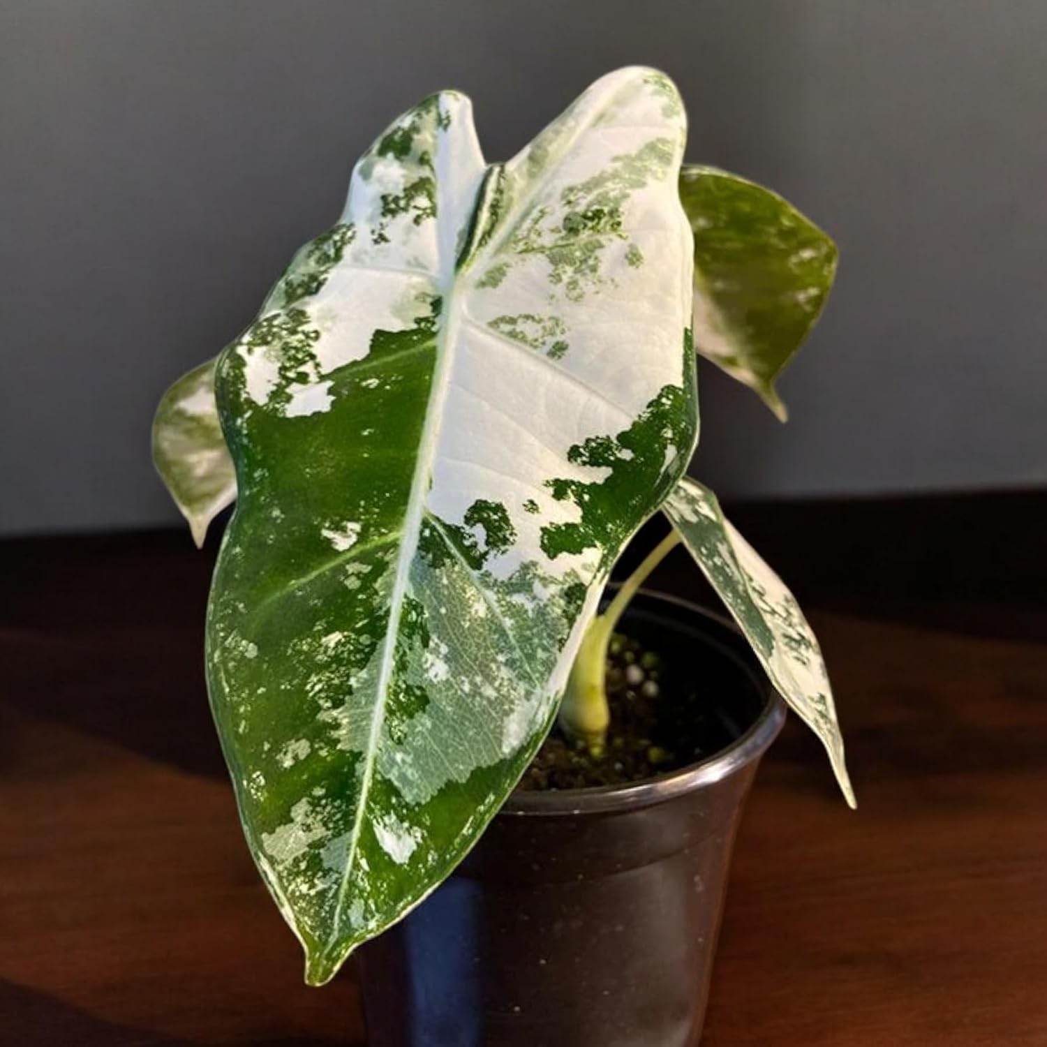 4' Rare Alocasia Micholitziana Frydek Variegated – Rare Green Velvet Elephant Ear Plant – Arrowhead Foliage